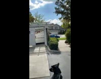 Black squirrel makes funny noise white dumpster