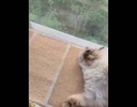 Brown white cat sleeps on window bench 