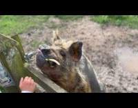 Pig chew and spits food on the woman
