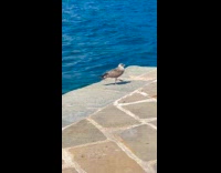 Seagull attacking other seagulls at docks