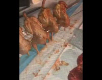 Chicken kabobs dance to Thotiana song 