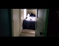 Dog gets up bed after hearing DDOI intro