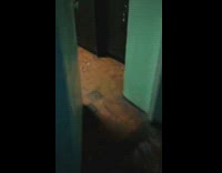 Guy feeds cockroach to turtle 