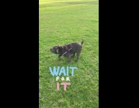 Dog runs and jumps on other dogs back 