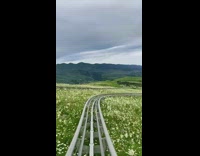 Flower field alpine coaster view 