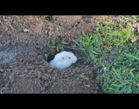 Rare albino gopher dig hole eat grass