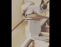 small tan pug dog takes stairway chair down the stairs 