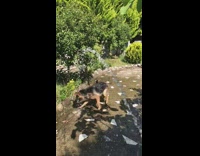 German Shepherd bites water shooting out of fountain slow motion