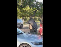 Large antelope pushes red shirt guy antlers  