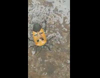 Strange bug with face like back pattern