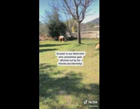 Collab BitchMP - Scooter blind horse friends