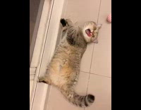 Cat lay on floor lick nose sneeze