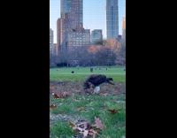 Large black and white bird eats prey 