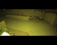 Fox stepped on sticky pads at backyard