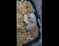 Hamster lie down and eats some leaf