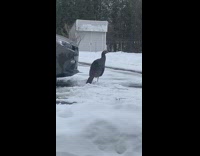 Guy finds turkey in front of car