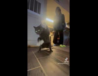 Cat shows dance skills stands with paper