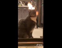 Fire pit reflection looks like cat is on fire 