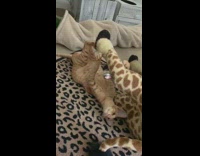 Two cats play with large giraffe toy 