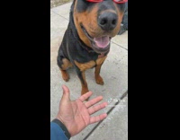 Dog on Sunglasses Shakes Paw with Man