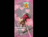 Dog lays on ground during walk