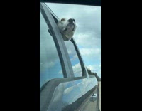 Dog looks out window on car ride