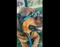 Brown dog sunglasses blue leash grass park