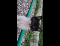 Cat on park looks like wearing mask