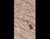 Three mosquitoes on the table near piano