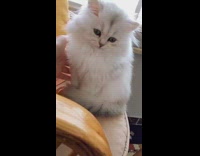 Girl pets white cat sitting on chair 