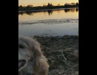 Brown dog sits sand lake water sunset 