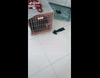 Dog is a husky and pomeranian mix