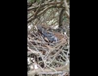 Baby birds on nest open mouth slow motion