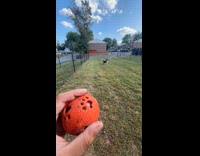 Man does fake throw fetch on dog 