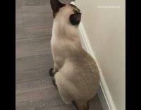 Brown grey cat sits floor meows drill