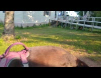 Pet dog run happily when called by owners from vacation