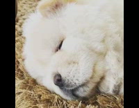 white fluffy dog snoring