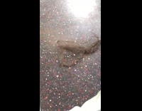 Man kicks hair wig piece across the floor on subway train