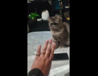 Cat on table shoves owner hand away