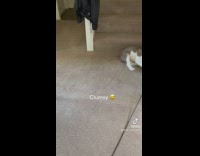 Puppy rolls over hitting wall 