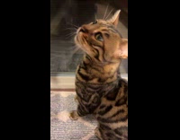 Suspect thinks cat comments reacts