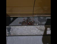 Dozens of cockroaches on street by car 