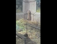 Hamster inside cage jump at the corner