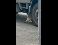 Raccoon sit under parked truck parking lot