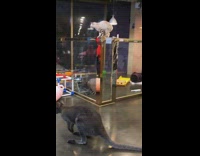 Collab BitchMP - Raccoon Inside Of Cage Trying To Jump Up With Cat