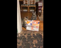 Cat panic run paper bag stuck on neck