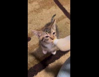 Collab PLC - Woman feed milk to kitten using bottle