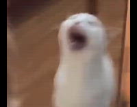 Cat sounds like mosquito ask for food