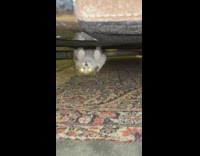 Cat lays back under couch crawls slides 