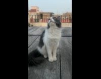 Still Cat Stares Up with Round Eyes